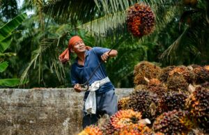 Trouble brewing for Malaysian palm oil