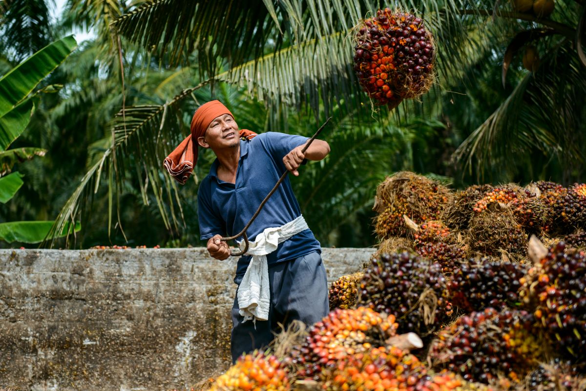 Malaysian palm oil plantations are facing fertilizer shortages and labour woes. (Source: MEMBERHS / Shutterstock.com)