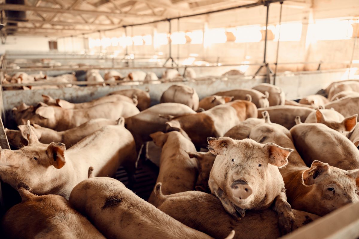 Schweinefleischpreise in China