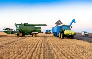 Reiche Weizenernte hilft Australiens Getreideindustrie