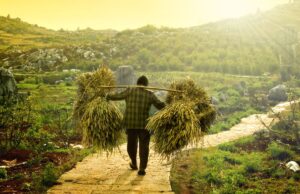 Dürre, geschrumpfte Ackerflächen belasten Ernährungssicherheit in China
