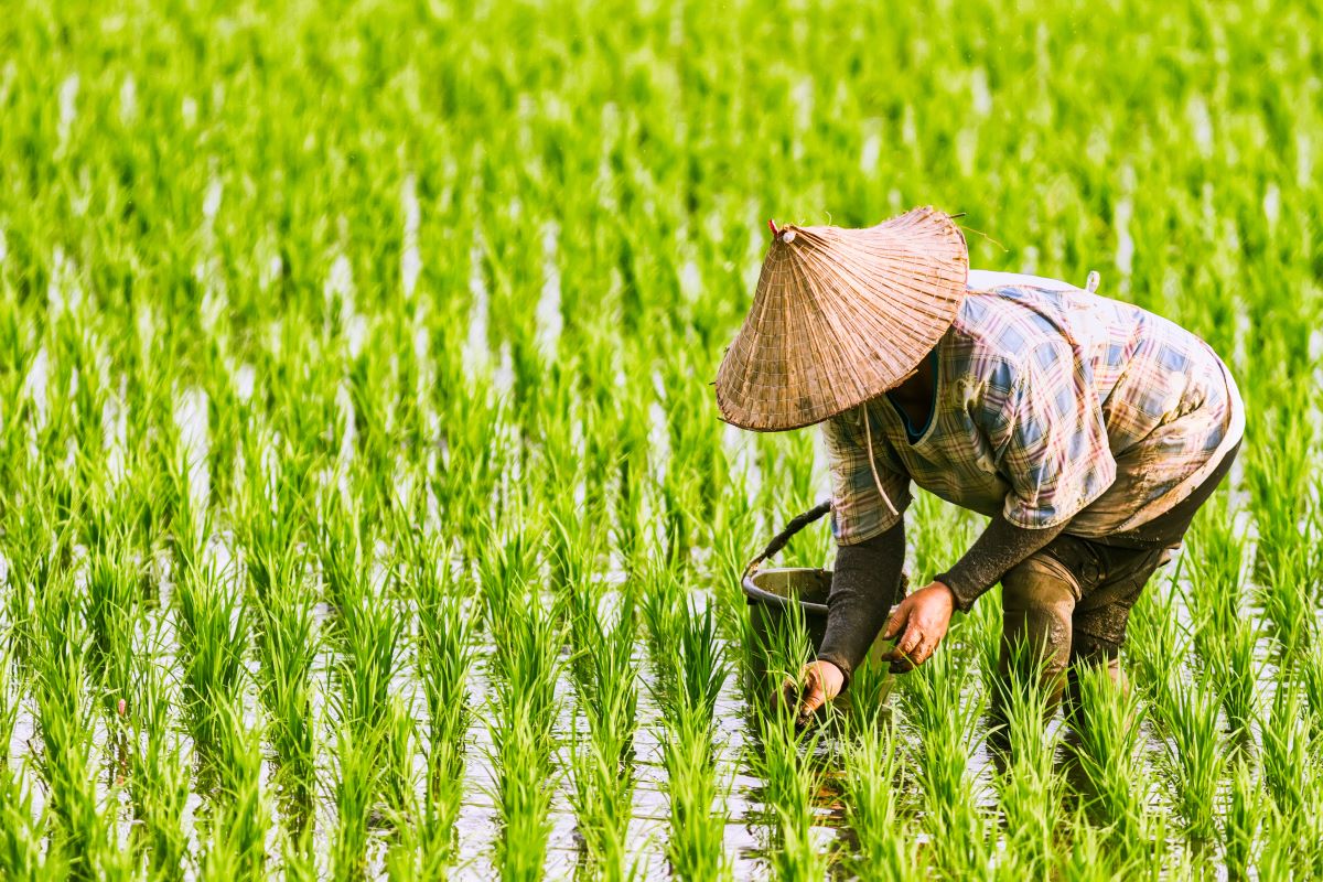 What does food inflation in Asia imply for investors?