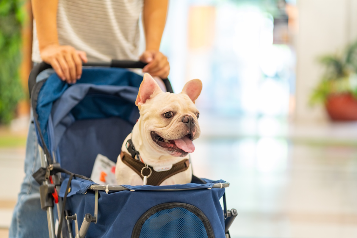 The pet economy in Asia is becoming big business